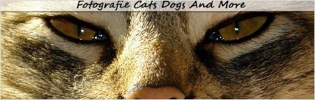 Banner_CDAM