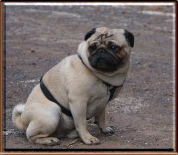 Fotografien Mops