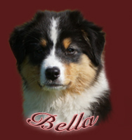 bellakopf