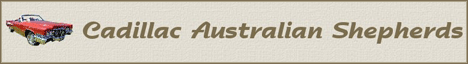 cadillac_aussies_banner