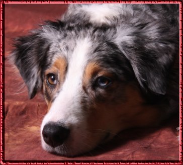 cheyenne6