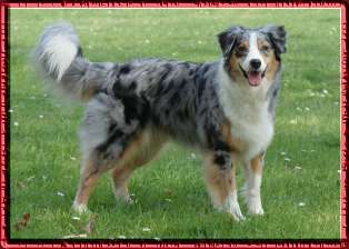 cheyenne 1