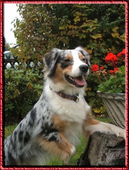 cheyenne mit blume