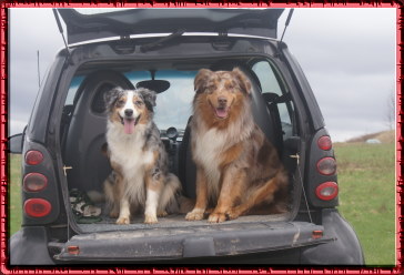 cheyenne und twister