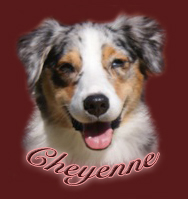 cheyenne