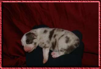 dakota 3tage