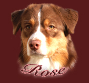 rosekopf3